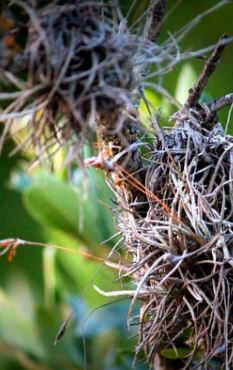 san antonio ball moss removal