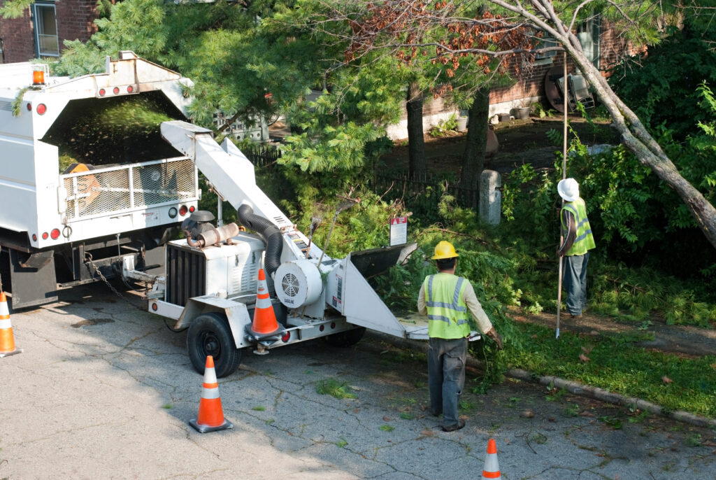 san antonio tree removal