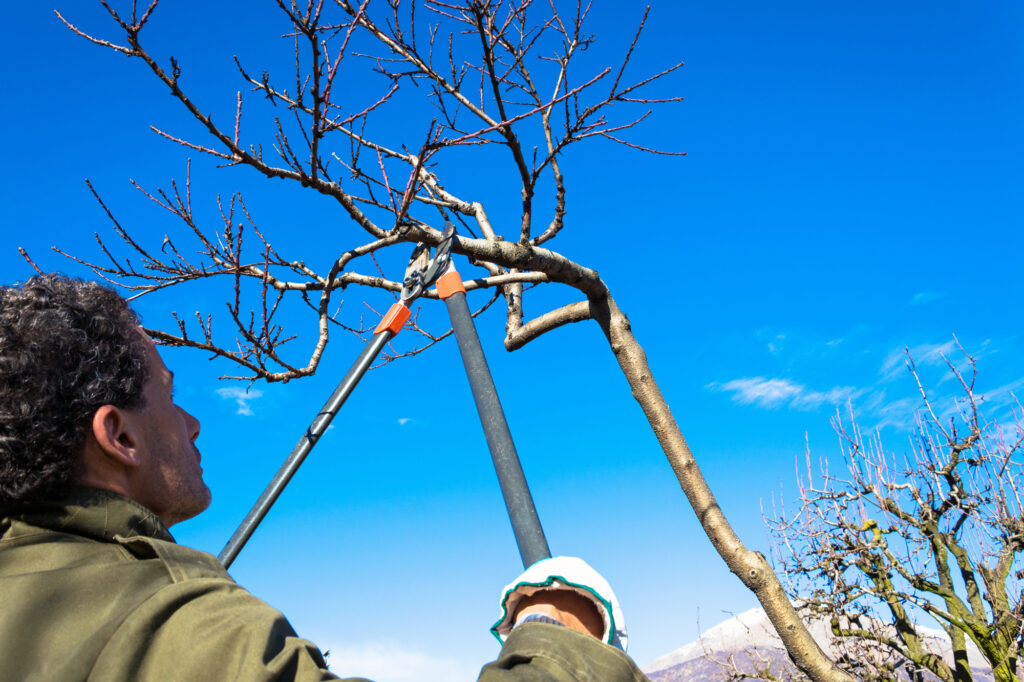 tree pruning san antonio